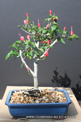 Dwarf Hibiscus Bonsai Tree By Lousbonsai