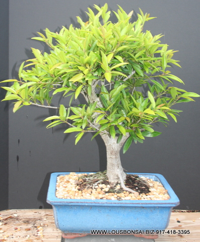 Ficus Nerifolia Specimen Bonsai Tree