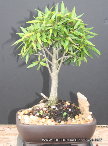 Ficus Nerifolia Large Trunk Indoor Bonsai Tree