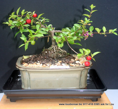 Small Flowering Weeping Cherry 6 Bonsai Tree By Lousbonsai