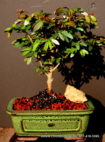 Large PowderPuff bonsai tree