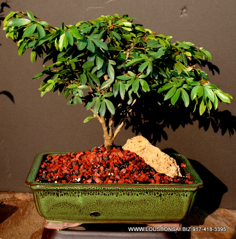 Large Powderpuff Bonsai Tree By Lousbonsai