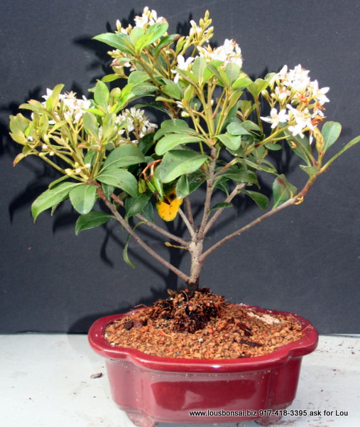Dwarf Hawthorn White Flowering Bonsai Tree Large