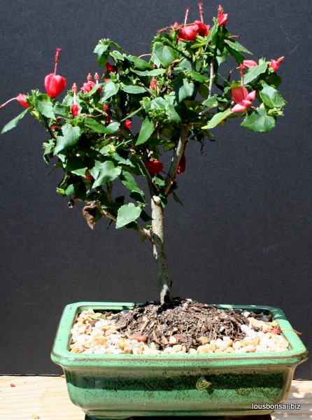 Flowering Hibiscus Indoor Bonsai Tree Medium