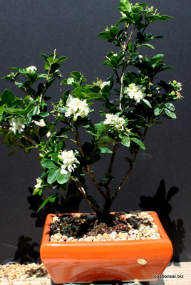 WHITE FLOWERING JASMINE BONSAI TREE