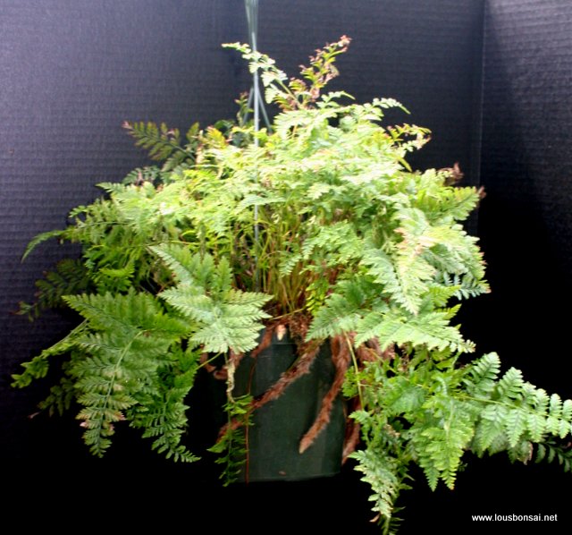 Rabbits foot 6 inch hanging basket