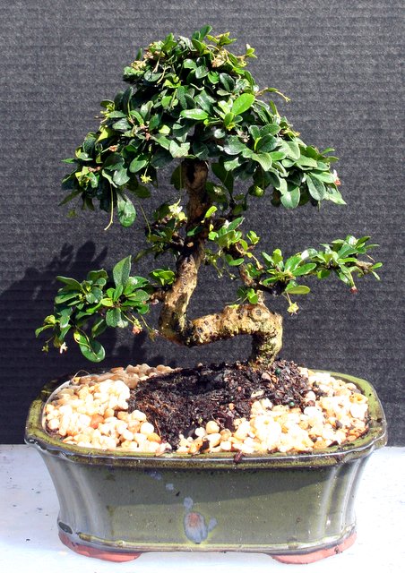 Fukien Tea Bonsai Tree 11yrs Old