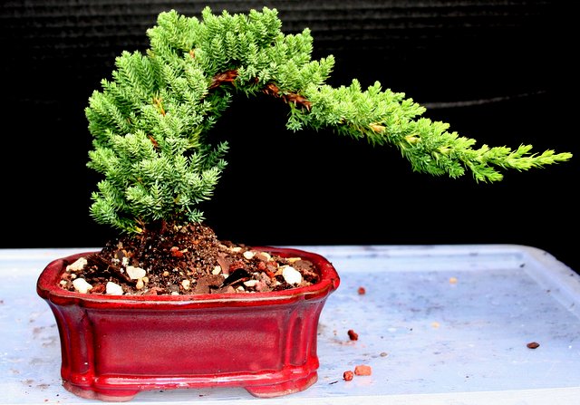 Juniper for beginner bonsai lovers