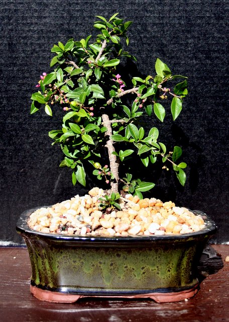 Dwarf Cherry Bonsai Tree By Lousbonsai