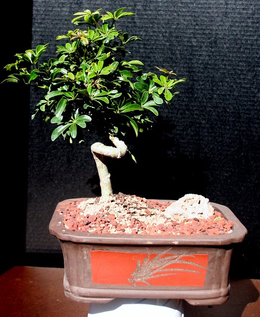 Coiled Umbrella Large Bonsai Tree in Etched pot