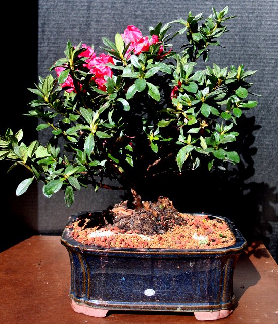Lousbonsai Red Flowering Azaela Bonsai Tree