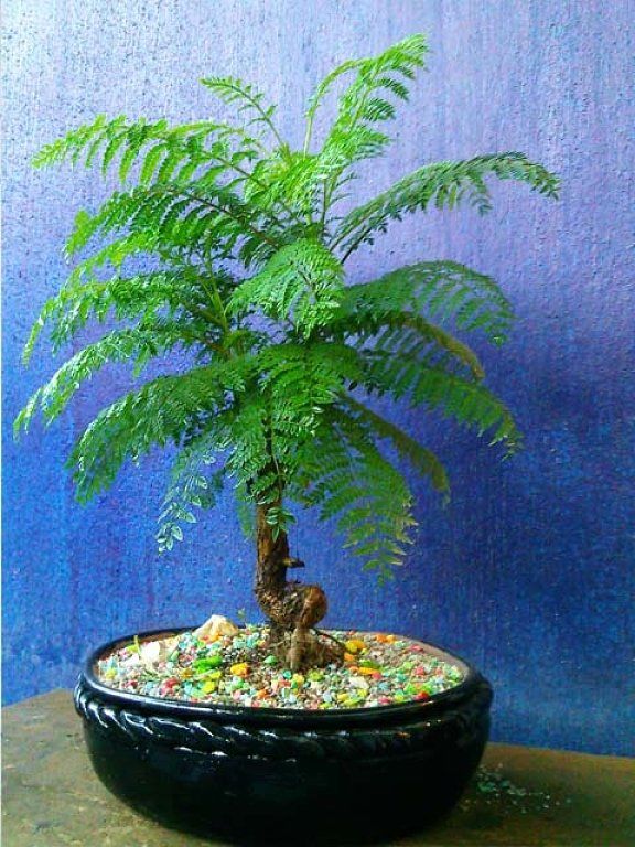 Jacaranda bonsai tree flowers purple and red