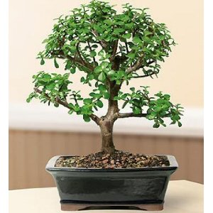 Jade Bonsai Tree Small Leaf Medium