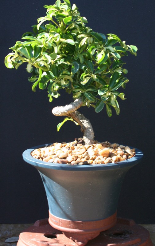 Large Varigated Coiled Umbrella in a Glazed Bonsai Pot