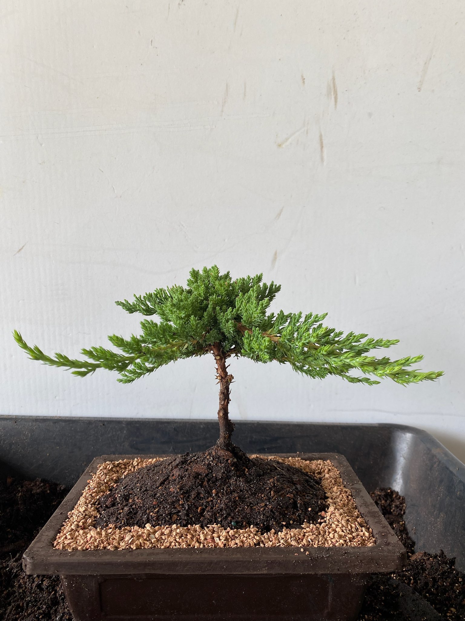1OYR JUNIPER TRAINED BONSAI TREE BY MASTER BONSAI ANGIE