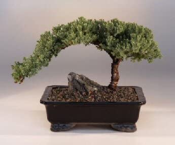 Juniper bonsai tree for a true beginner