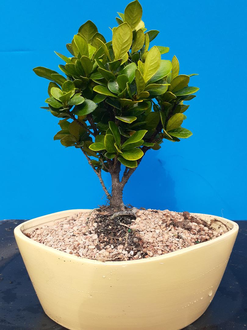 Dwarf little gem gardenia white and gold blooms