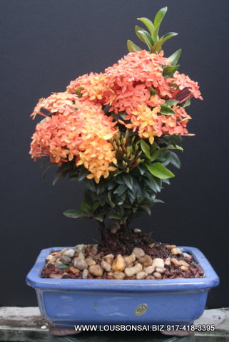 Orange Petite Ixora Bonsai Tree