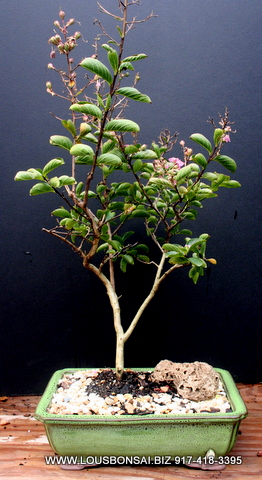 Large Crepe Myrtle Flowering Bonsai Tree