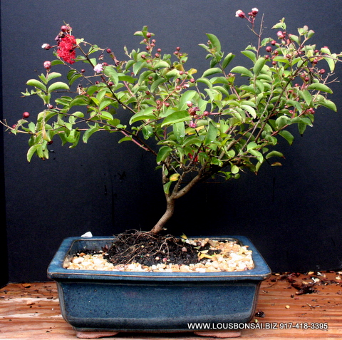 Large Crape Myrtle Flowering Bonsai Tree
