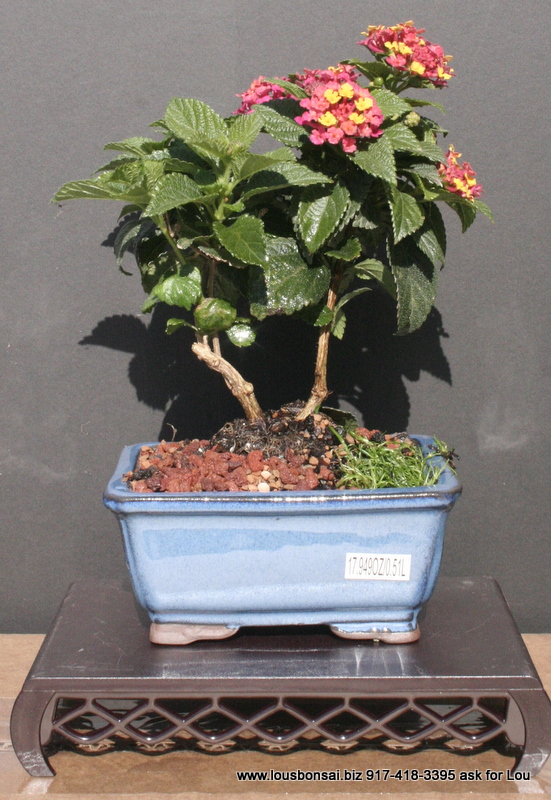 Lantana Flowering Bonsai Tree
