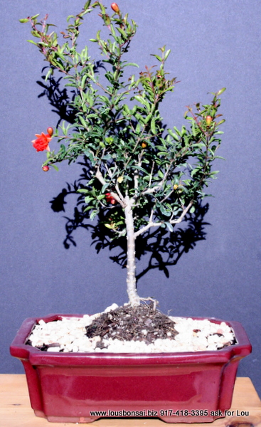 Large Dwarf Pomegrante Bonsai Tree By Lousbonsai