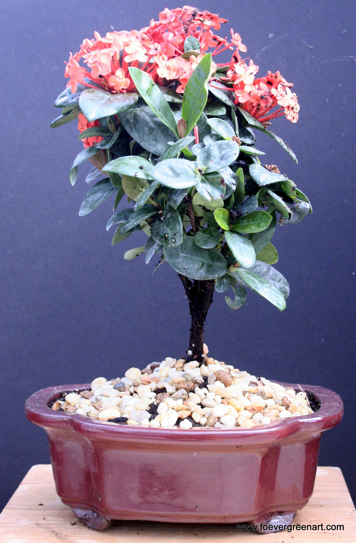 Red Petite Ixora Bonsai Tree Large