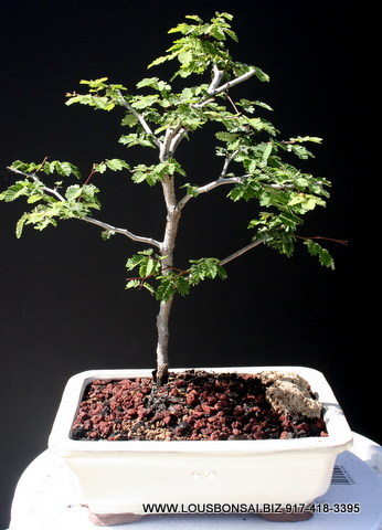 Divi Divi Indoor Bonsai Tree Medium (Call for availability)