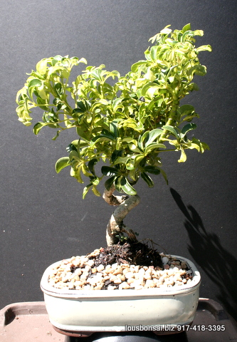 Hawaiian Umbrella Varigated Indoor Bonsai Tree