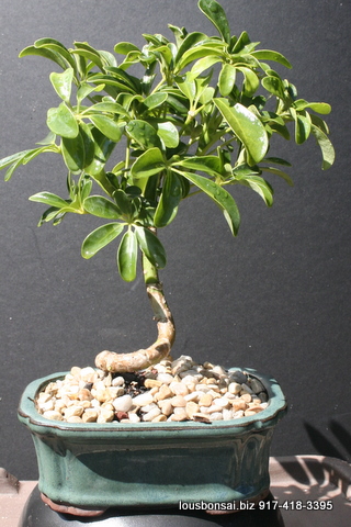 Hawaiian Umbrella Coiled Bonsai Tree