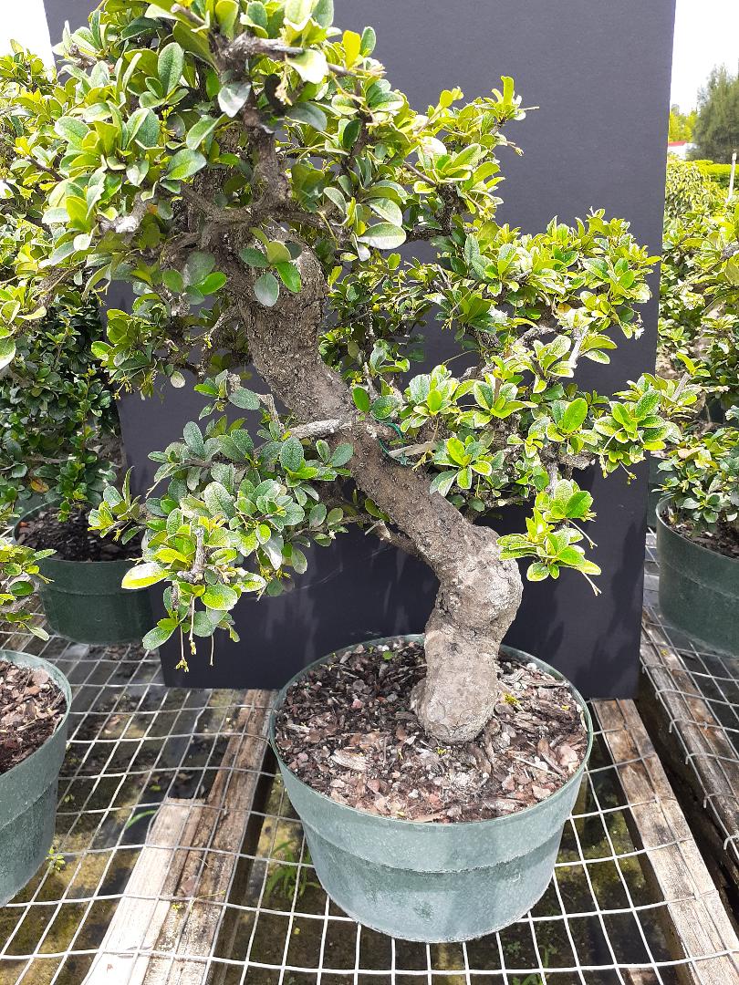 25YR OLD FUKIEN TEA IMPORTED STYLED  (CONFIRM IN STOCK)