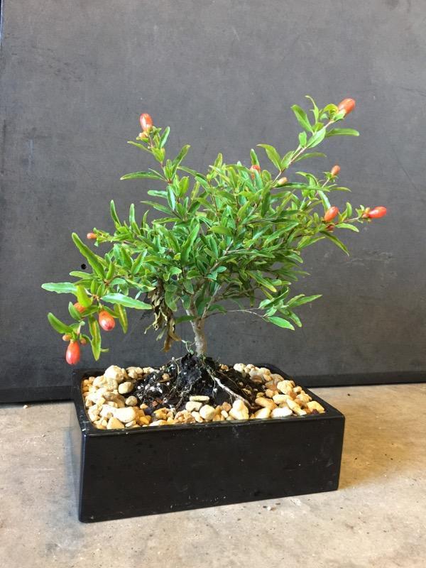 LOUSBONSAI DWARF POMEGRANTE BONSAI TREE