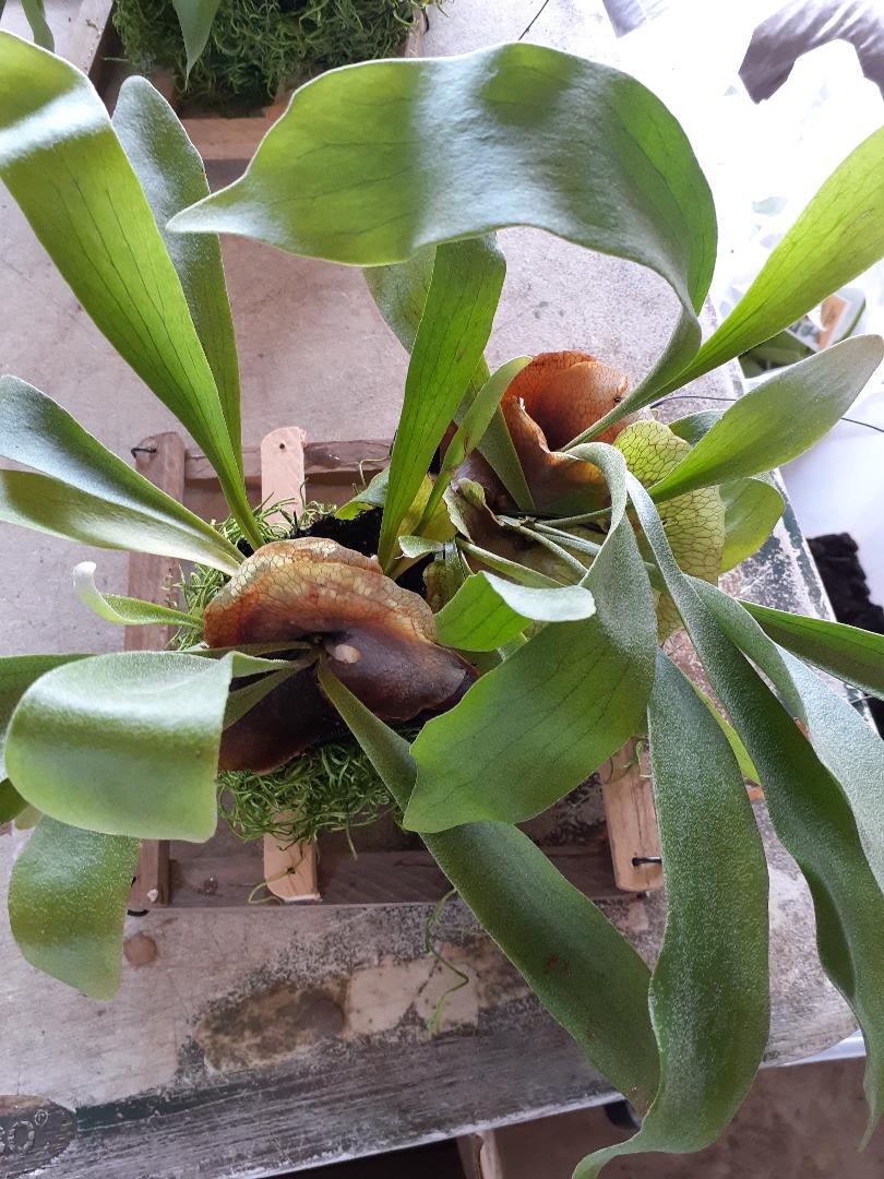 Staghorn fern on cedar mount