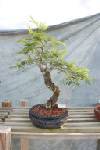 Mimosa specimen bonsai tree