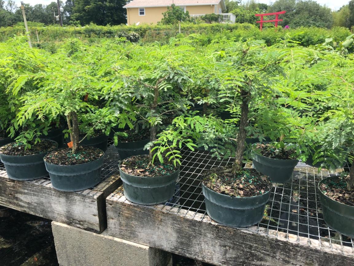 Prebonsai Princess earrings in 8inch training pot