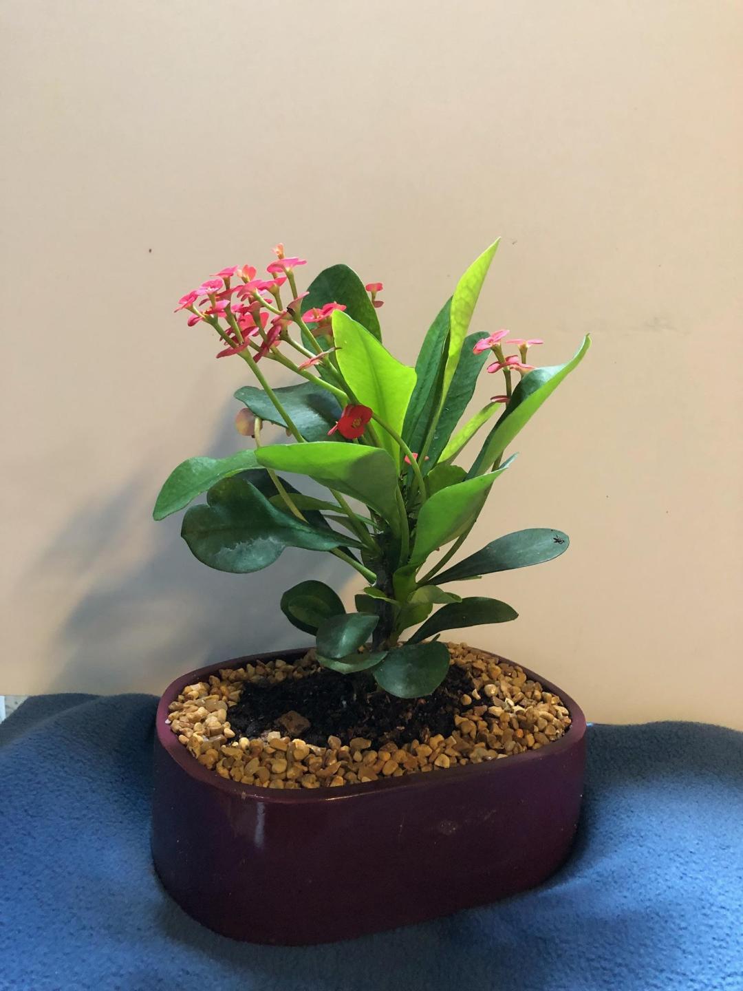 Red crown of thorns bonsai tree in 8inch pot loves sun and dry soil