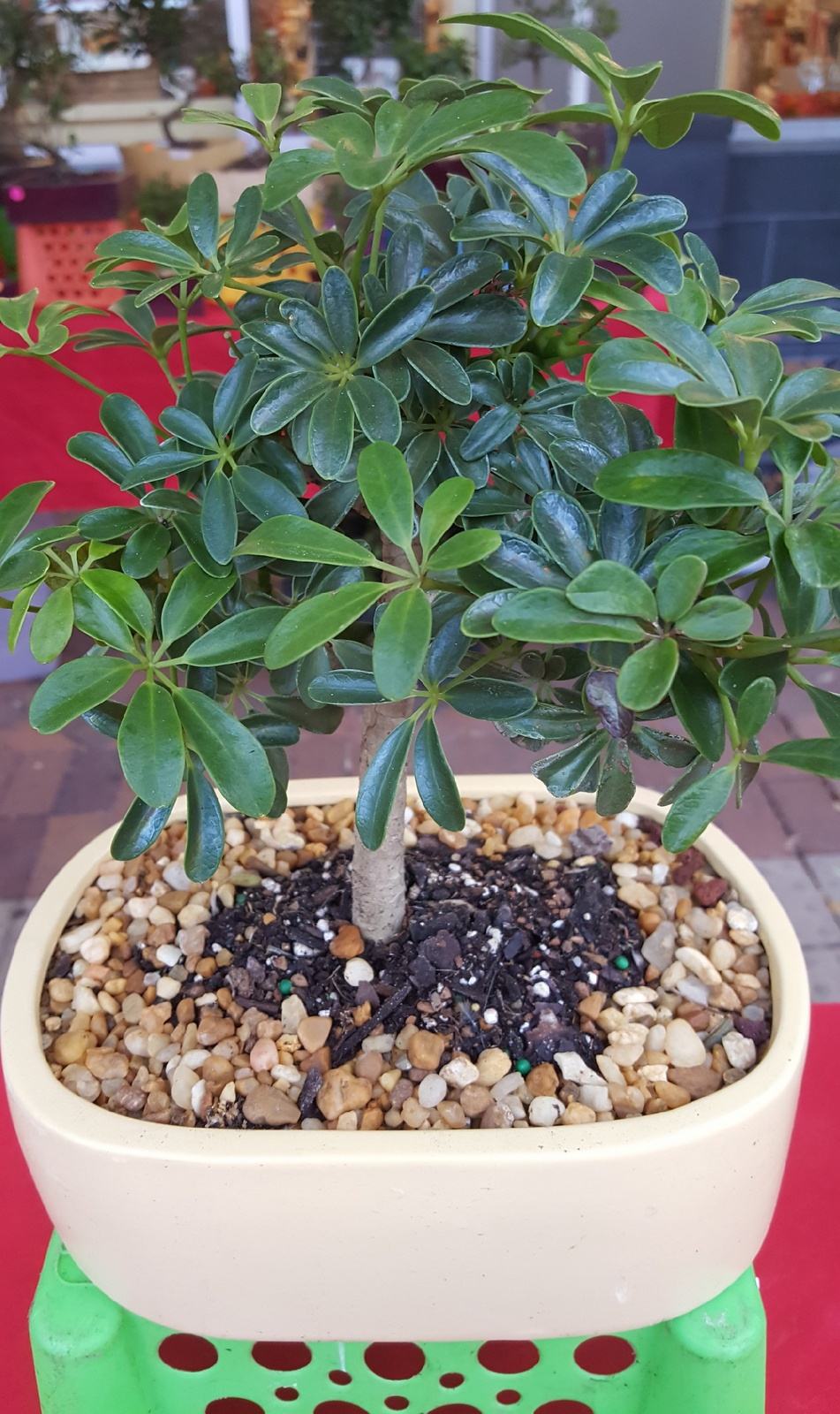 Straight umbrella bonsai tree for beginners