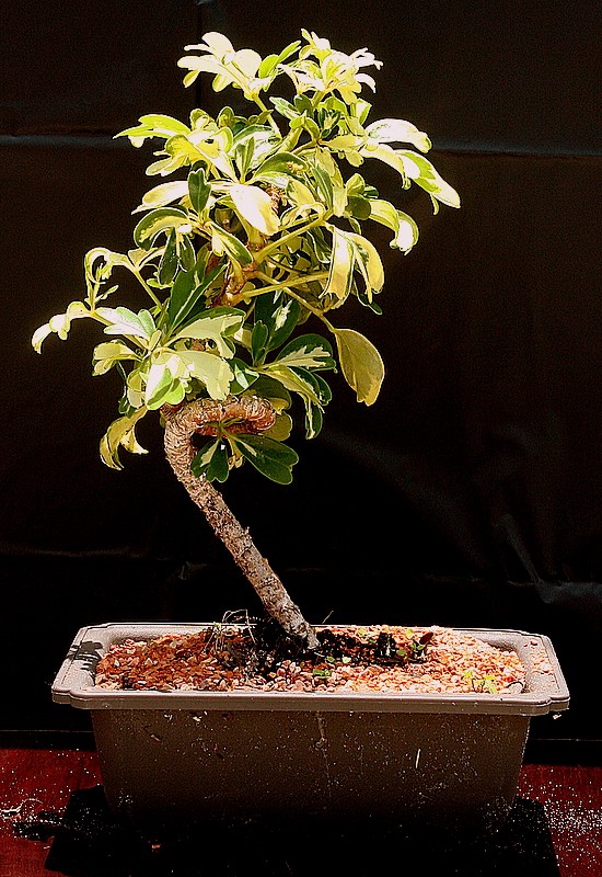 Hawaiian Varigated Umbrella Bonsai Tree.