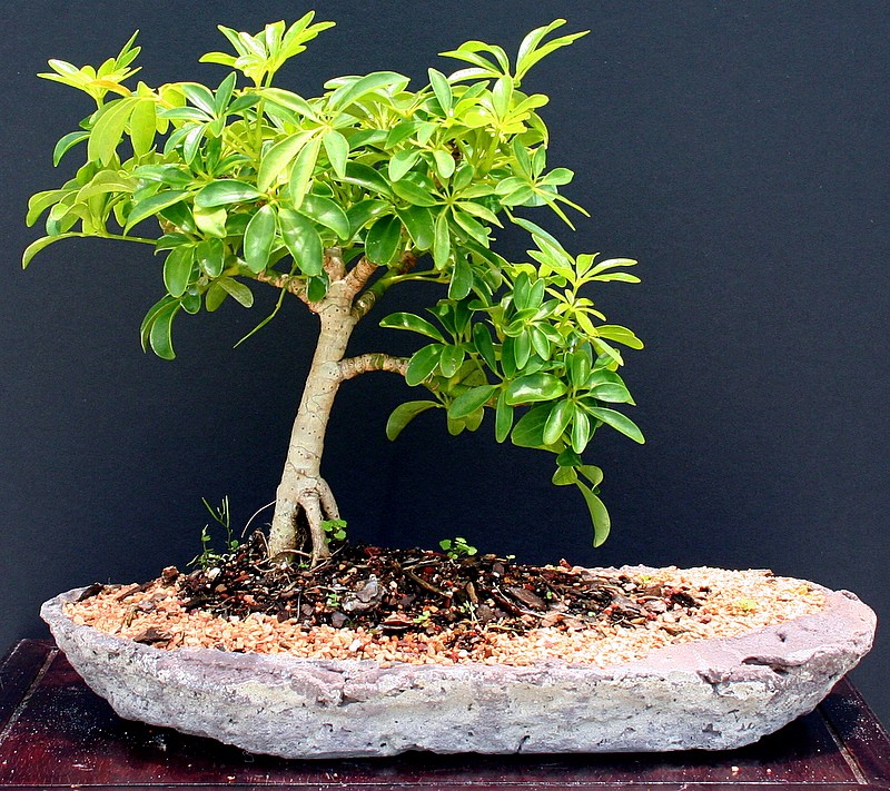Hawaiian Umbrella on Slab Bonsai Tree  CALL FOR DETAILS AND ORDERING
