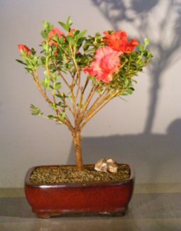 Flowering Azalea bonsai tree beginner