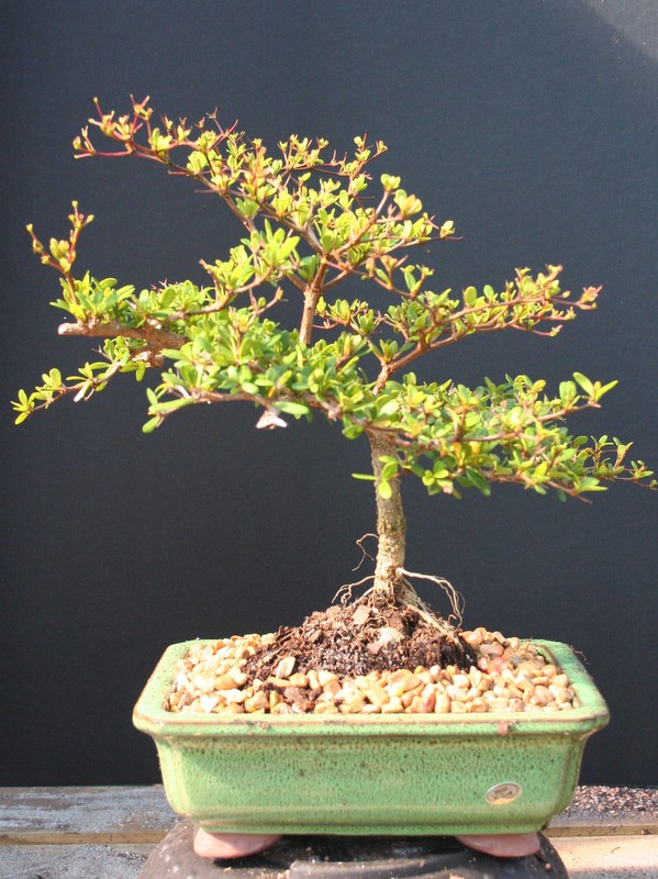 Black Olive Bonsai Tree 10yrs Old OLIV5