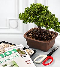 Complete indoor bonsai tree kit with Bonsai Book.
