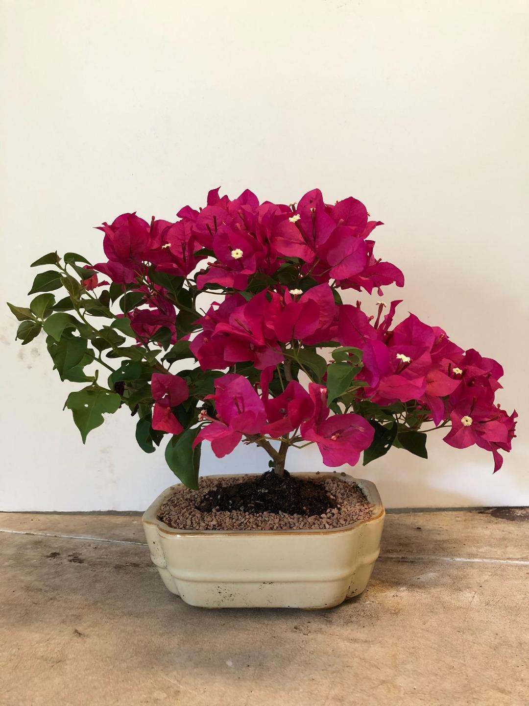 Great blooming Bougainvillea bonsai in 8 inch pot