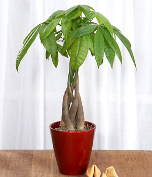 Mini 3 Braided Money Bonsai Tree in training pot