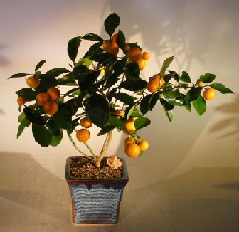 Dwar Citrus Orange Calamondin bonsai tree
