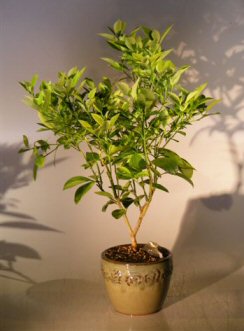 Dwar Citrus Orange bonsai tree