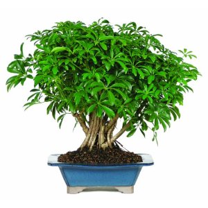 Clump Style Umbrella bonsai tree