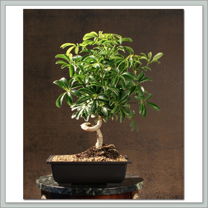 Hawiian Umbrella Bonsai Tree Coiled Trunk