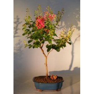 medium Crepe Myrtle Flowering Bonsai Tree red