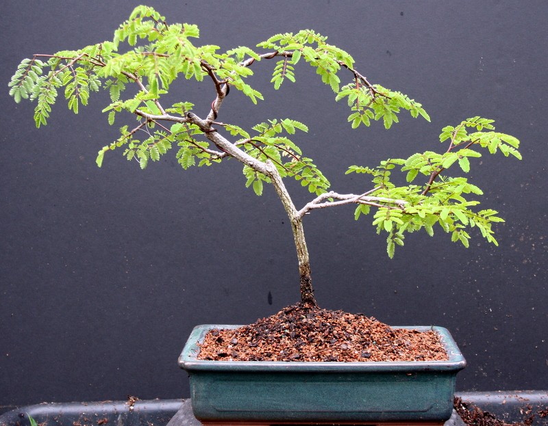 Divi Divi Indoor Bonsai Tree Large